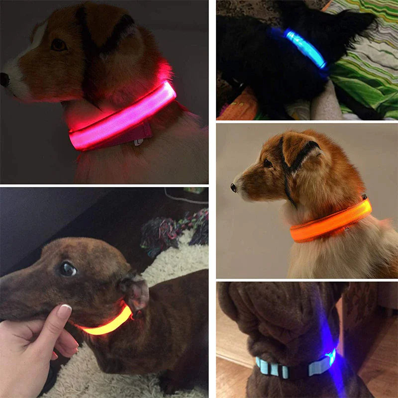 Protect your furry friend with this LED collar ✨